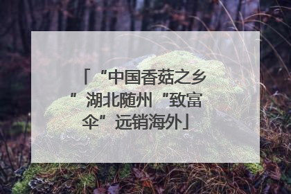 “中国香菇之乡”湖北随州“致富伞”远销海外