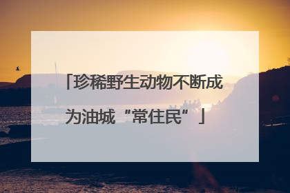 珍稀野生动物不断成为油城“常住民”