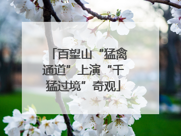 百望山“猛禽通道”上演“千猛过境”奇观