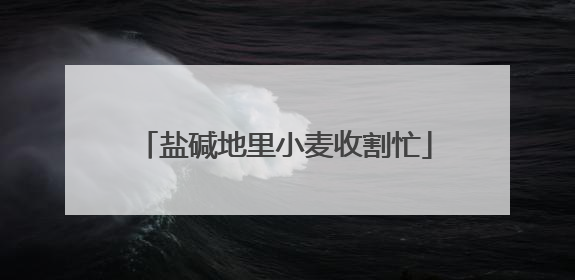 盐碱地里小麦收割忙