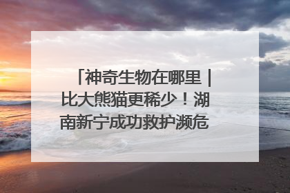 神奇生物在哪里｜比大熊猫更稀少！湖南新宁成功救护濒危鸟类海南鳽
