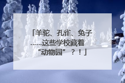 羊驼、孔雀、兔子……这些学校藏着 “动物园”？！