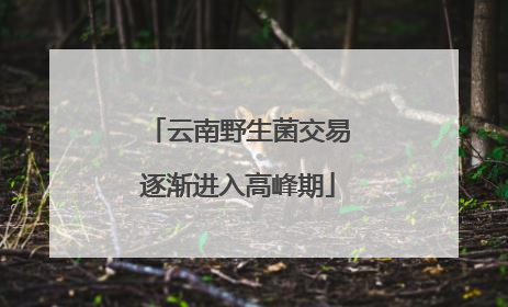 云南野生菌交易逐渐进入高峰期