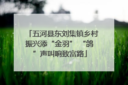 五河县东刘集镇乡村振兴添“金羽” “鸽”声叫响致富路