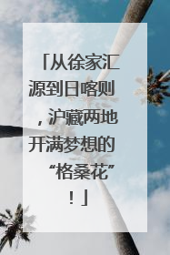 从徐家汇源到日喀则，沪藏两地开满梦想的“格桑花”！