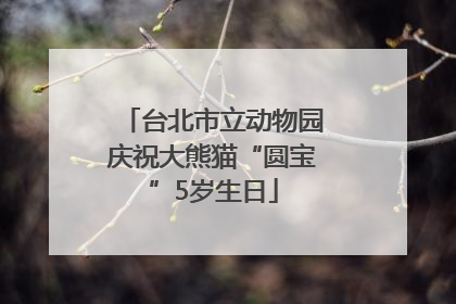 台北市立动物园庆祝大熊猫“圆宝”5岁生日