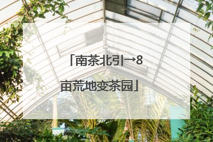 南茶北引→8亩荒地变茶园