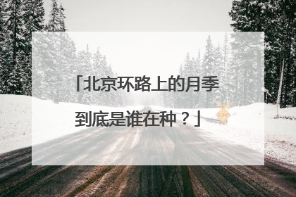 北京环路上的月季到底是谁在种？