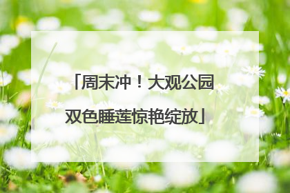 周末冲！大观公园双色睡莲惊艳绽放