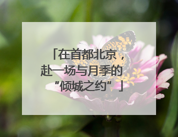 在首都北京，赴一场与月季的“倾城之约”
