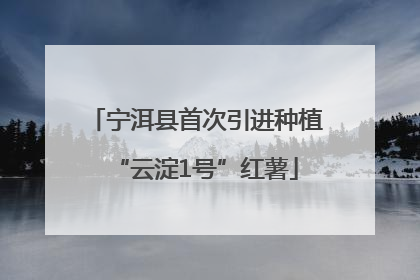 宁洱县首次引进种植“云淀1号”红薯