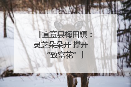 宜章县梅田镇：灵芝朵朵开 撑开“致富花”