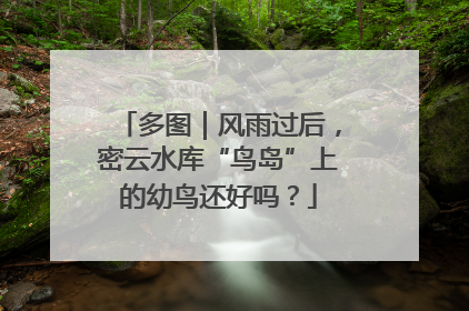 多图｜风雨过后，密云水库“鸟岛”上的幼鸟还好吗？