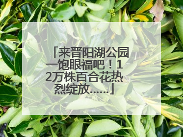 来晋阳湖公园一饱眼福吧！12万株百合花热烈绽放……