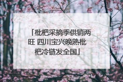 枇杷采摘季供销两旺 四川宝兴晚熟枇杷冷链发全国