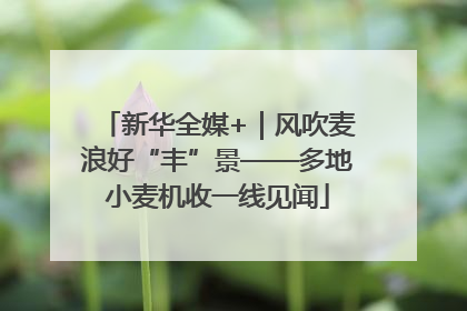 新华全媒+｜风吹麦浪好“丰”景——多地小麦机收一线见闻