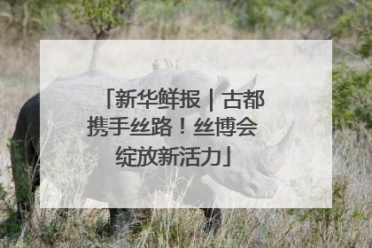 新华鲜报｜古都携手丝路！丝博会绽放新活力