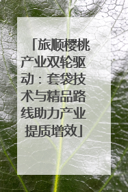 旅顺樱桃产业双轮驱动：套袋技术与精品路线助力产业提质增效