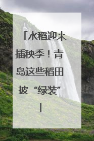 水稻迎来插秧季！青岛这些稻田披“绿装”