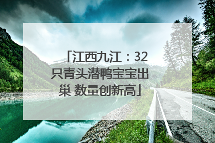 江西九江：32只青头潜鸭宝宝出巢 数量创新高