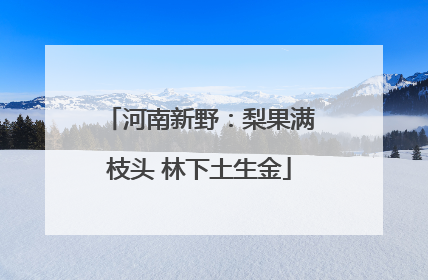河南新野：梨果满枝头 林下土生金