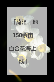 菏泽一地150余亩百合花海上线
