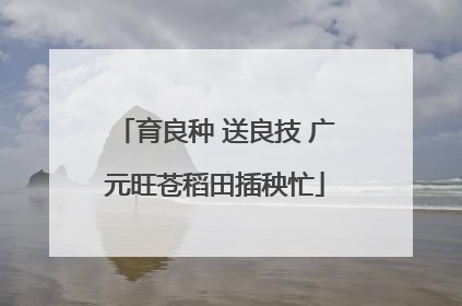 育良种 送良技 广元旺苍稻田插秧忙