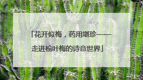 花开似梅，药用堪珍——走进榆叶梅的诗意世界