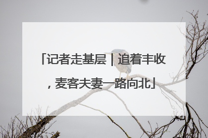 记者走基层｜追着丰收，麦客夫妻一路向北