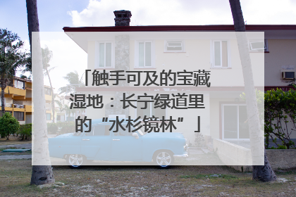 触手可及的宝藏湿地：长宁绿道里的“水杉镜林”