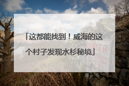 这都能找到！威海的这个村子发现水杉秘境