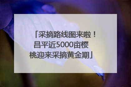 采摘路线图来啦！昌平近5000亩樱桃迎来采摘黄金期