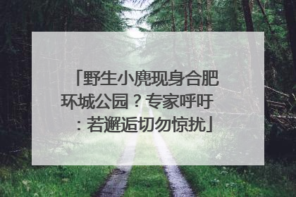 野生小麂现身合肥环城公园？专家呼吁：若邂逅切勿惊扰