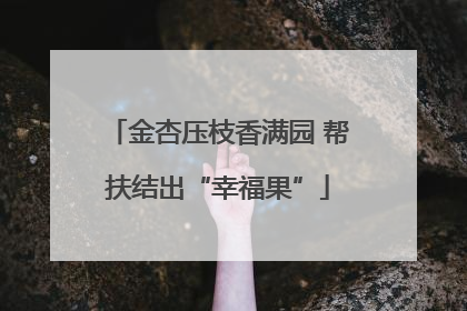 金杏压枝香满园 帮扶结出“幸福果”