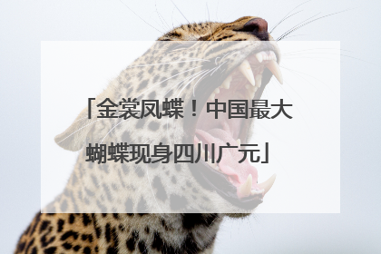 金裳凤蝶！中国最大蝴蝶现身四川广元