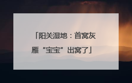 阳关湿地：首窝灰雁“宝宝”出窝了
