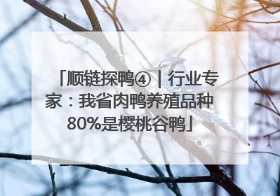 顺链探鸭④｜行业专家：我省肉鸭养殖品种80%是樱桃谷鸭