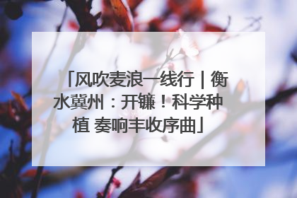 风吹麦浪一线行｜衡水冀州：开镰！科学种植 奏响丰收序曲