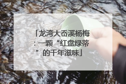龙湾大岙溪杨梅：一颗“红盘绿蒂”的千年滋味