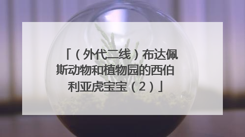 （外代二线）布达佩斯动物和植物园的西伯利亚虎宝宝（2）